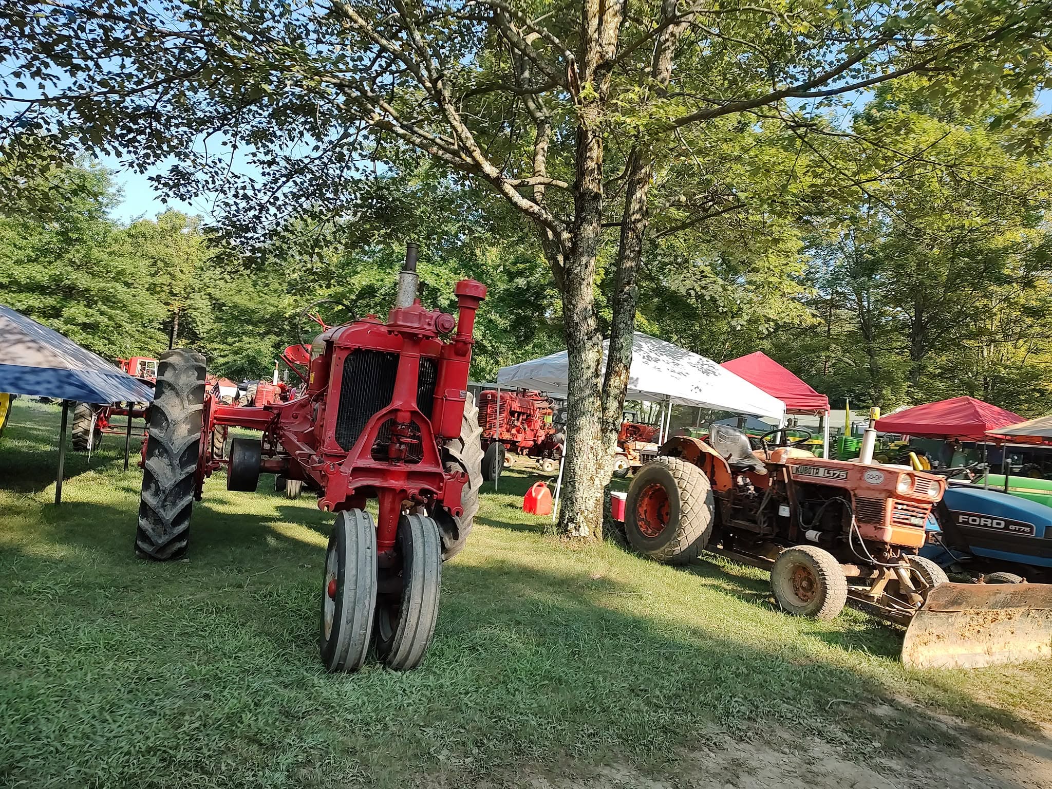 Row of red Farmall and International tractors lined up under large shade trees