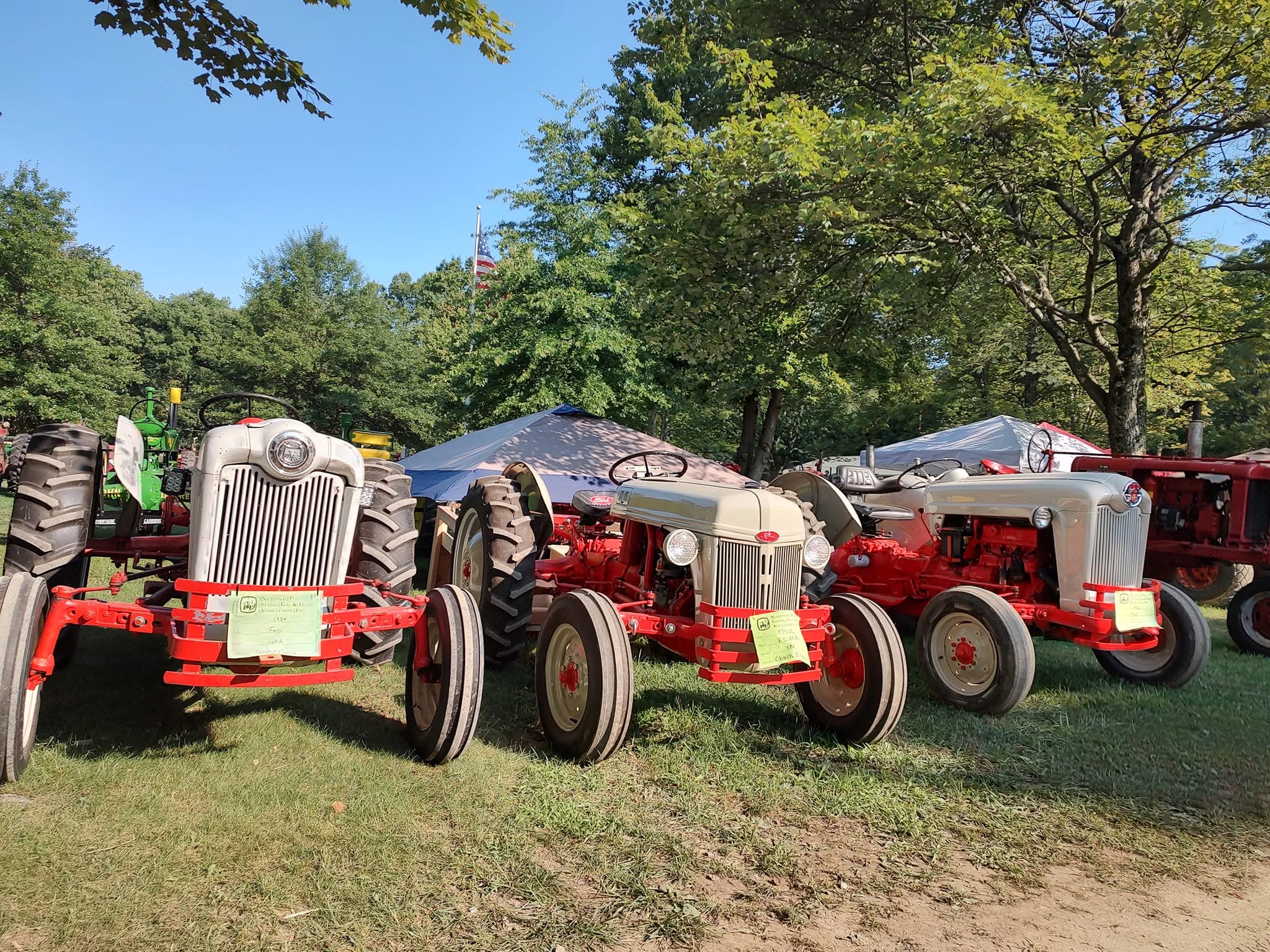 Three restored Ford N-series tractors parked side by side under trees in morning light
